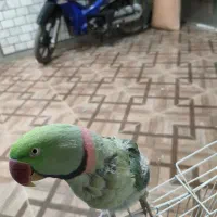 شاه طوطی سخنگو|پرنده|تربت‌حیدریه, حاجی یار‎|دیوار