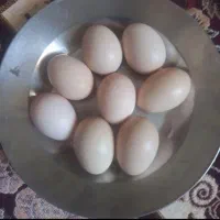 فروش تخم لاری