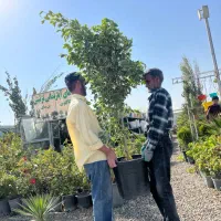 درخچه بنجامین ۲ متری ۳ تومان|گل و گیاه طبیعی|تهران, شهرک استقلال|دیوار