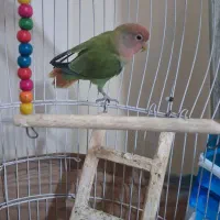 طوطی برزیلی