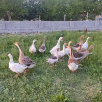 غازهای محلی طبیعی چاق و پروار و گوشتی بسیار لذیذ|حیوانات مزرعه|مشگین شهر, |دیوار