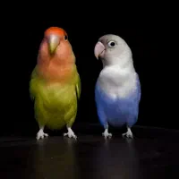 طوطی برزیلی نر وماده سالم