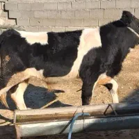 گوساله ۵ ماه .وزن گوساله تقریبا دویست پنجا کیلو|حیوانات مزرعه|اندیمشک, |دیوار