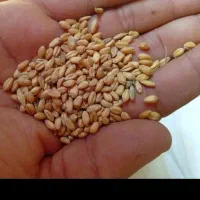 فروش 4 تن گندم