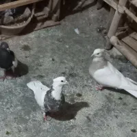 جفت طوق خفت