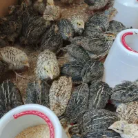 جوجه بلدرچین