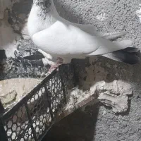 کبوتر تهرانی