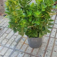 گل های خانگی|گل و گیاه طبیعی|اهر, |دیوار