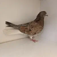 کفتر سرور دم سفید|پرنده|فردیس, شهرک ناز|دیوار