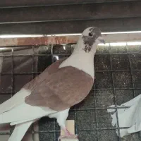 کفتر ، کبوتر