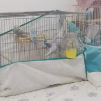 مرغ عشق رینبو