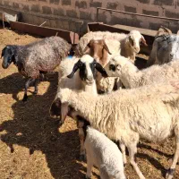 میش آبستن بره دار|حیوانات مزرعه|خمینی‌شهر, |دیوار