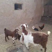 بز زاییده با دو بزغاله