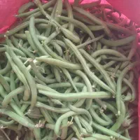 لبیا سبز تازه