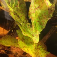 گیاه نیلوفر آفریقایی