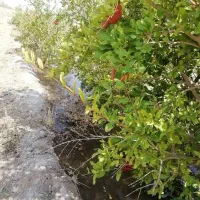 باغ بهمراه آب