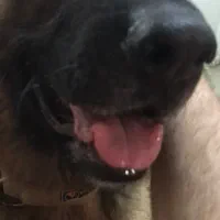 واگذاری ژرمن با تمام وسایل