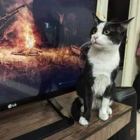 واگذاری گربه نر1ساله|گربه|کرج, کمال‌شهر|دیوار