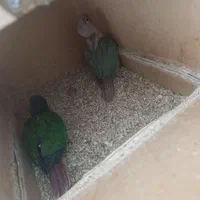 گرینچیک|پرنده|اصفهان, شهید رجایی|دیوار