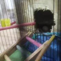 دوعدد طوطی عروس جفت خورده همراه باتخم|پرنده|رشت, خرسندی|دیوار