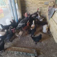 مرغمرندی،بوقلمون،غاز،مرغ محلی بهترین جنس