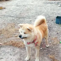 سگ آکیتا|سگ|مشکیندشت, |دیوار