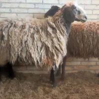 گوسفند نژاد افشاری و رومانوف