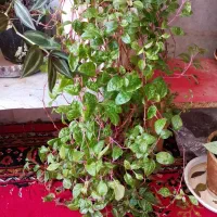 گلهای طبیعی|گل و گیاه طبیعی|شیراز, آزادگان|دیوار