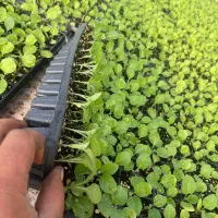 نشا۳|گل و گیاه طبیعی|شیراز, ابیوردی|دیوار
