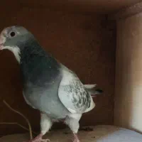 پلنگ .طوقی|پرنده|زرند, |دیوار