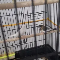 فنج|پرنده|مشهد, امیریه|دیوار