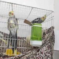 2جفت عروس هلندی