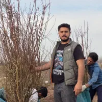 نهال بادام پربار با تضمین سلامت و کیفیت