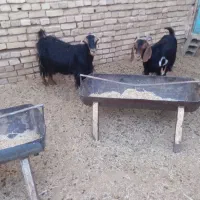دو عدد بز جوان ،آبستن سه ماه به بالا