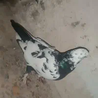 کبوتر پا پر|پرنده|اهواز, کوی رمضان|دیوار