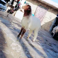 بره ماده عراقی