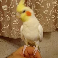 جفت عروس هلندی سخنگووایت فیس لوتینوویک جفت مرغ عشق