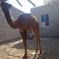 تعداد 10عدد جونگ نر آماده پرواز کرد|حیوانات مزرعه|جزنیک, |دیوار