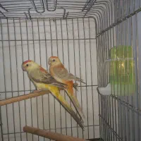 طوطی آوازه خوان|پرنده|بندر امام خمینی, |دیوار