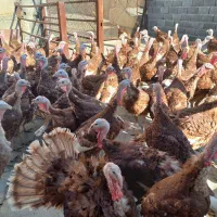 بوقلمون بوربون|حیوانات مزرعه|روانسر, |دیوار