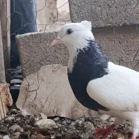 دوتا طوقی