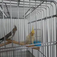 سه عدد عروس هلندی مولد|پرنده|فردیس, فردیس|دیوار