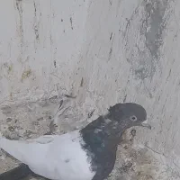 کبوتر فروشی رنگه|پرنده|شیروان (خراسان), |دیوار