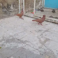 کفتر|پرنده|قم, آزادگان|دیوار