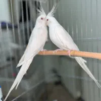 عروس هلندی البینو و دوکت مولد|پرنده|تهران, تهرانسر شمالی|دیوار