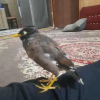 مرغ مینا نر دستی افقانی