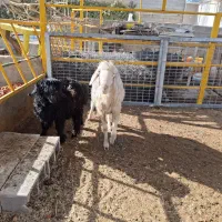 بره نر با میش