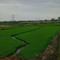 بذر|گل و گیاه طبیعی|مینودشت, |دیوار