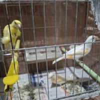 قناری نر و ماده|پرنده|قدس, شهرک فرزان|دیوار