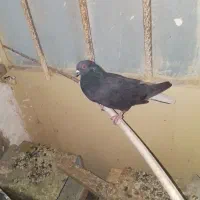 کبوتر دم سفید کربلایی طوقی|پرنده|خاش, |دیوار